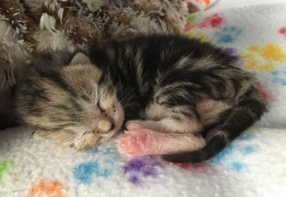 tiny, newborn kitten, tabby