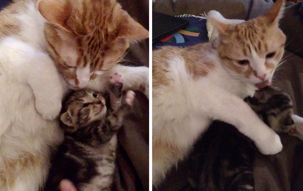 cat, cuddle, kitten