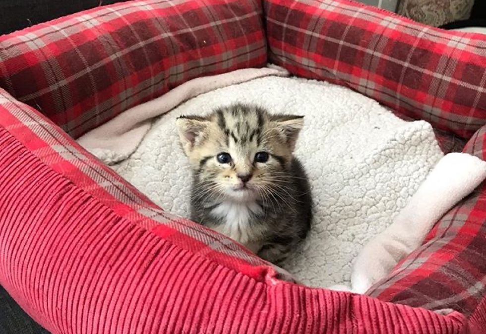 tiny, tabby kitten, cat bed