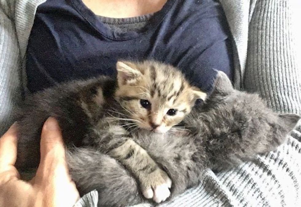 cuddles, tabby kitten, kittens