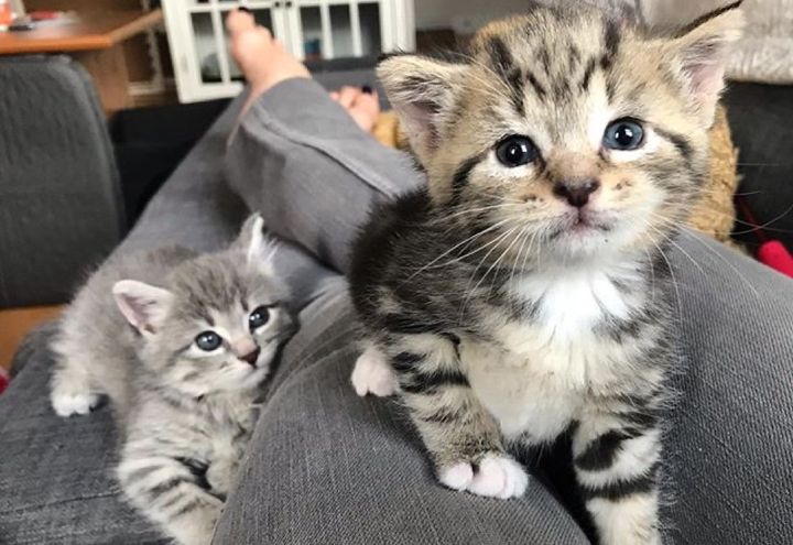 kittens, cute kitten, lap cat