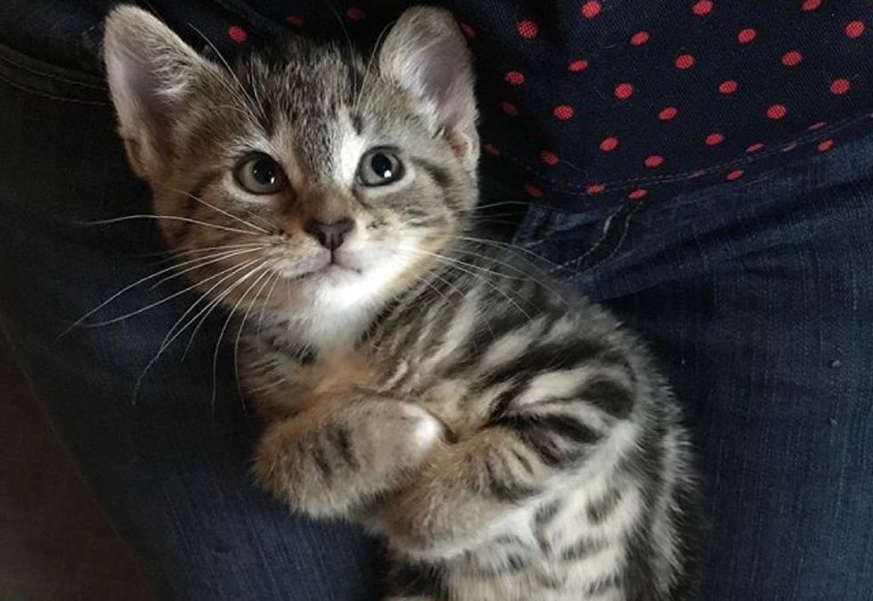 cute kitten, tabby