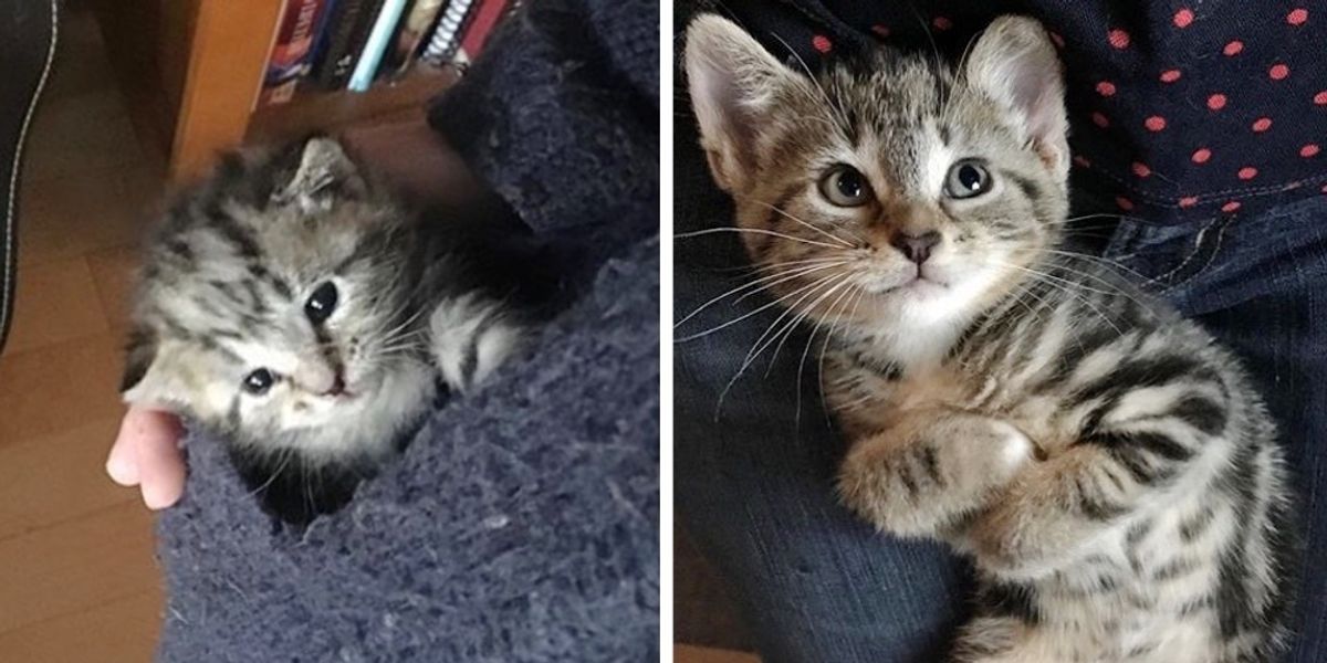 Stray Kitten Wins Hearts of Family that Found Her on the Street - Love Meow