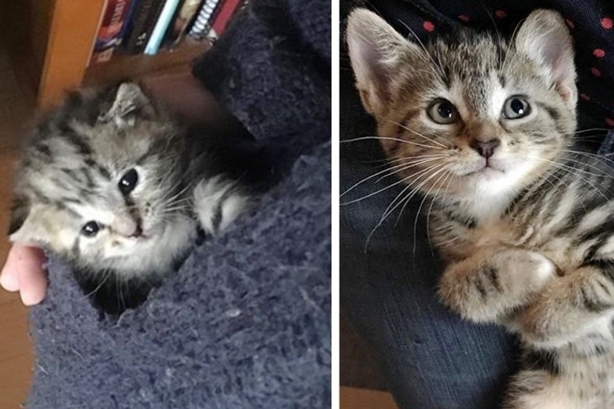 Stray Kitten Wins Hearts of Family that Found Her on the Street
