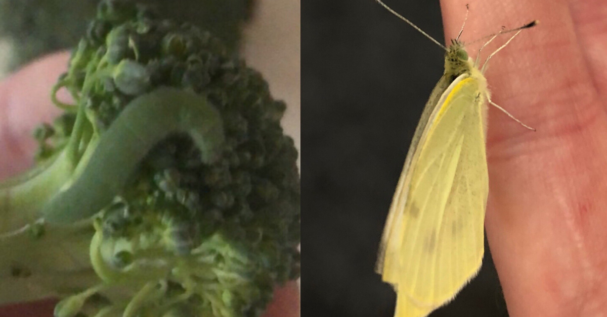 Man Decides To Raise Seven 'Caterpillar Children' He Found In His Grocery Store Broccoli
