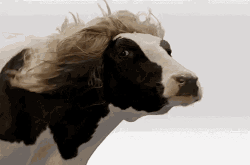 Nunes Can't Sue Twitter Over Cow, Stays All Pissy Anyhow