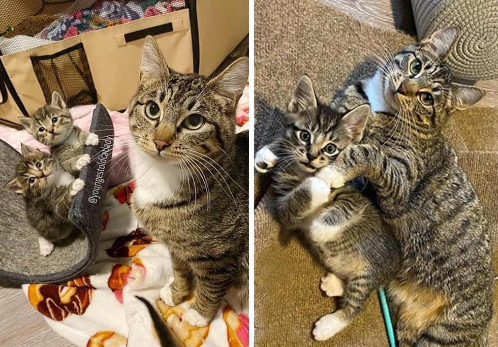 tabby, kittens, cat, cuddle, mom