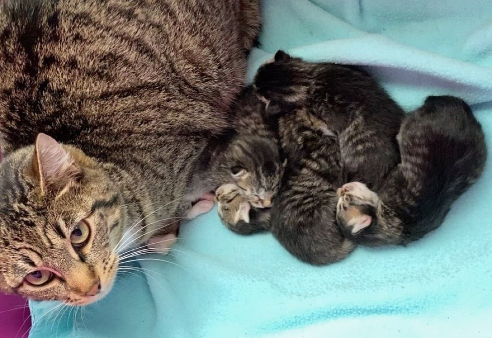 cat mom, kittens, proud