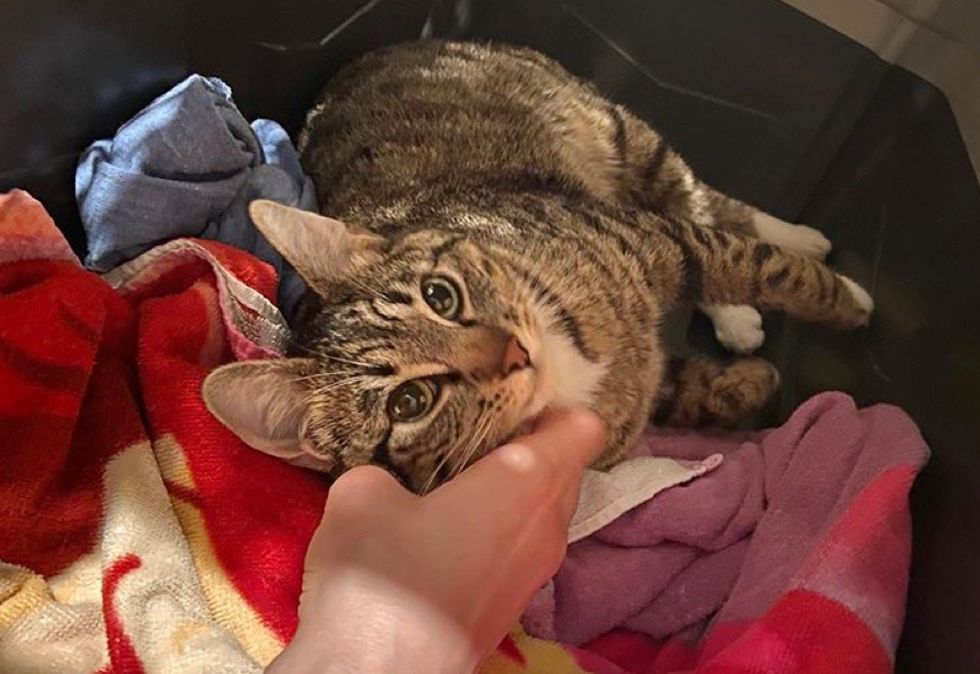 tabby cat, snuggles, pets