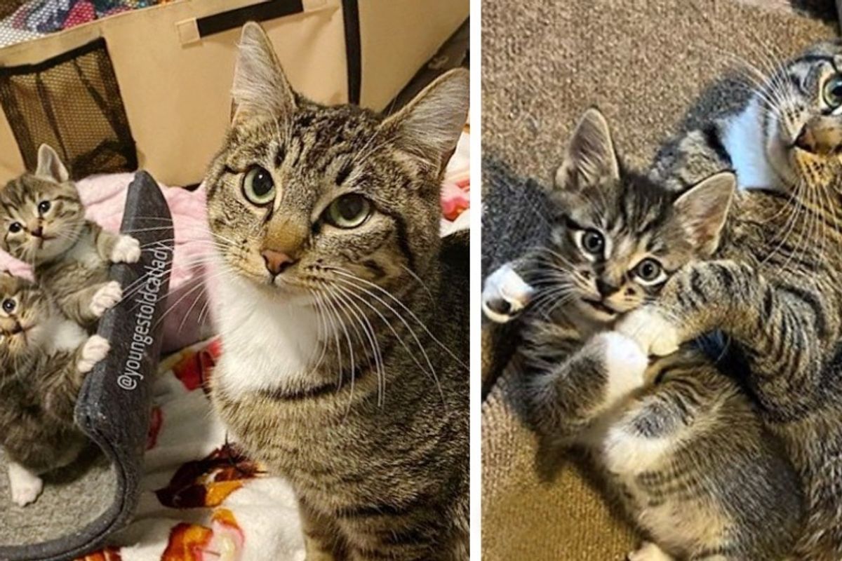 Stray Cat Wanders into Family’s Home to Have Kittens and It Turns Her Life Around