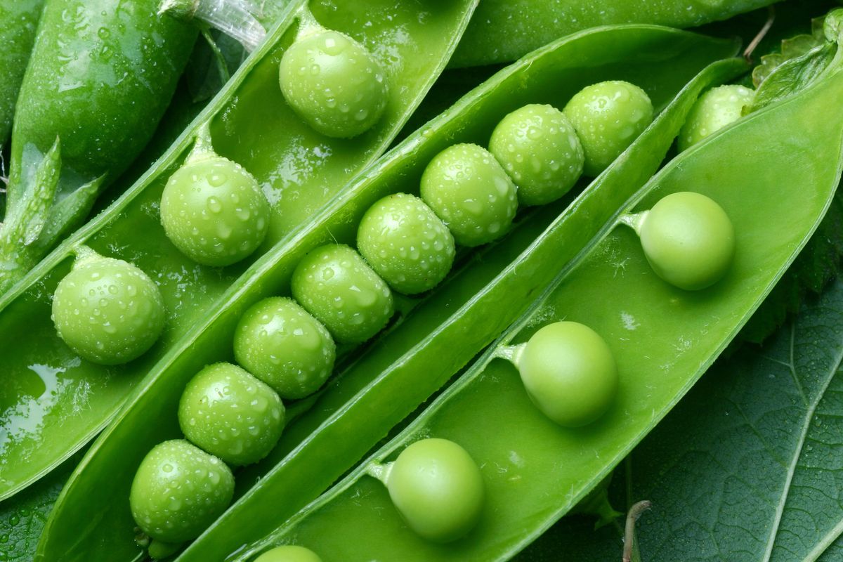 Compagno perfetto. Le qualità del pisello, il contorno che si abbina bene con ogni piatto