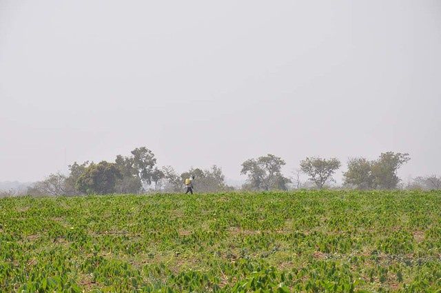 Dicamba herbicide