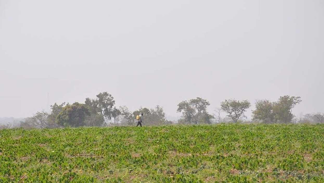 Dicamba herbicide
