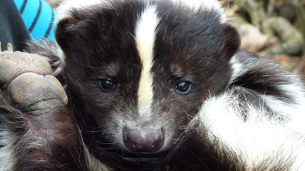 If you've ever wanted a pet skunk, you can adopt one at this Florida rescue center