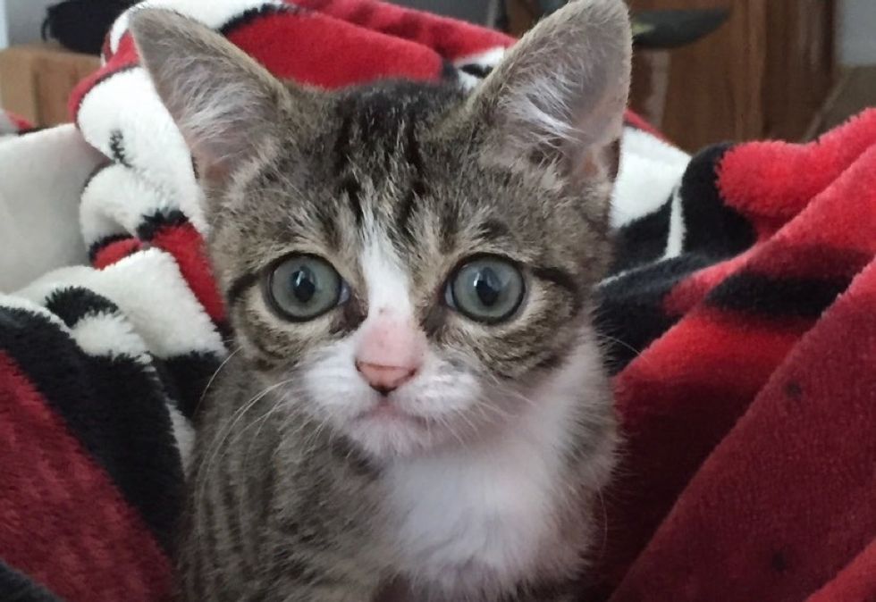 big eyes, tabby kitten