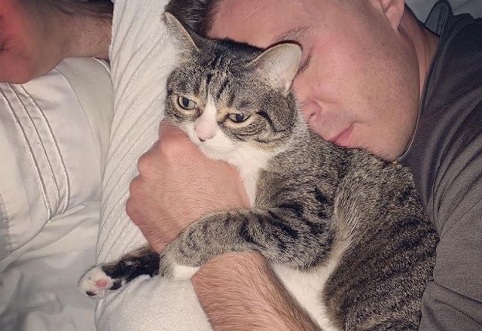 cuddle, hug, tabby cat, kitten