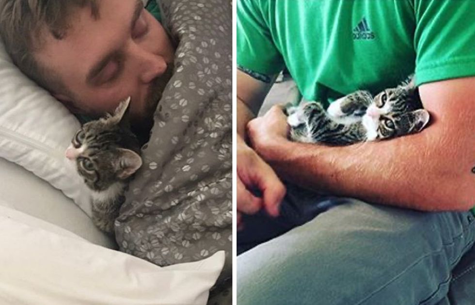 cuddles, real men love cats, kitten