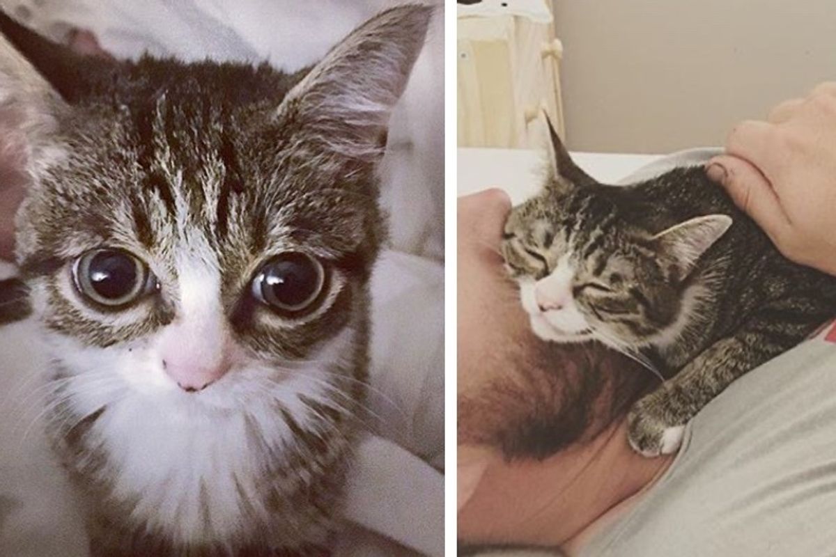 Stray Kitten Finds Loving Family He Always Wanted After Life on the Street