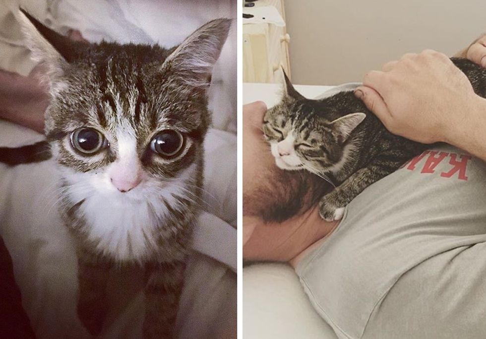 tabby kitten, cuddles, big eyes