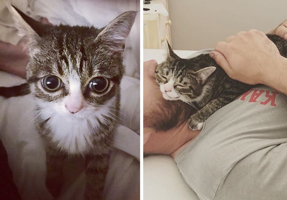 Stray Kitten Finds Loving Family He Always Wanted After Life On The Street Love Meow - how to level up tabby fast roblox