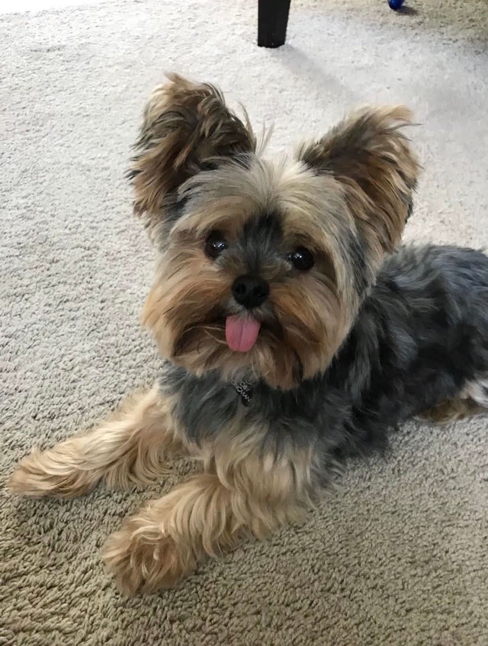 Meet My Yorkie: Toby Who Lives In Indiana