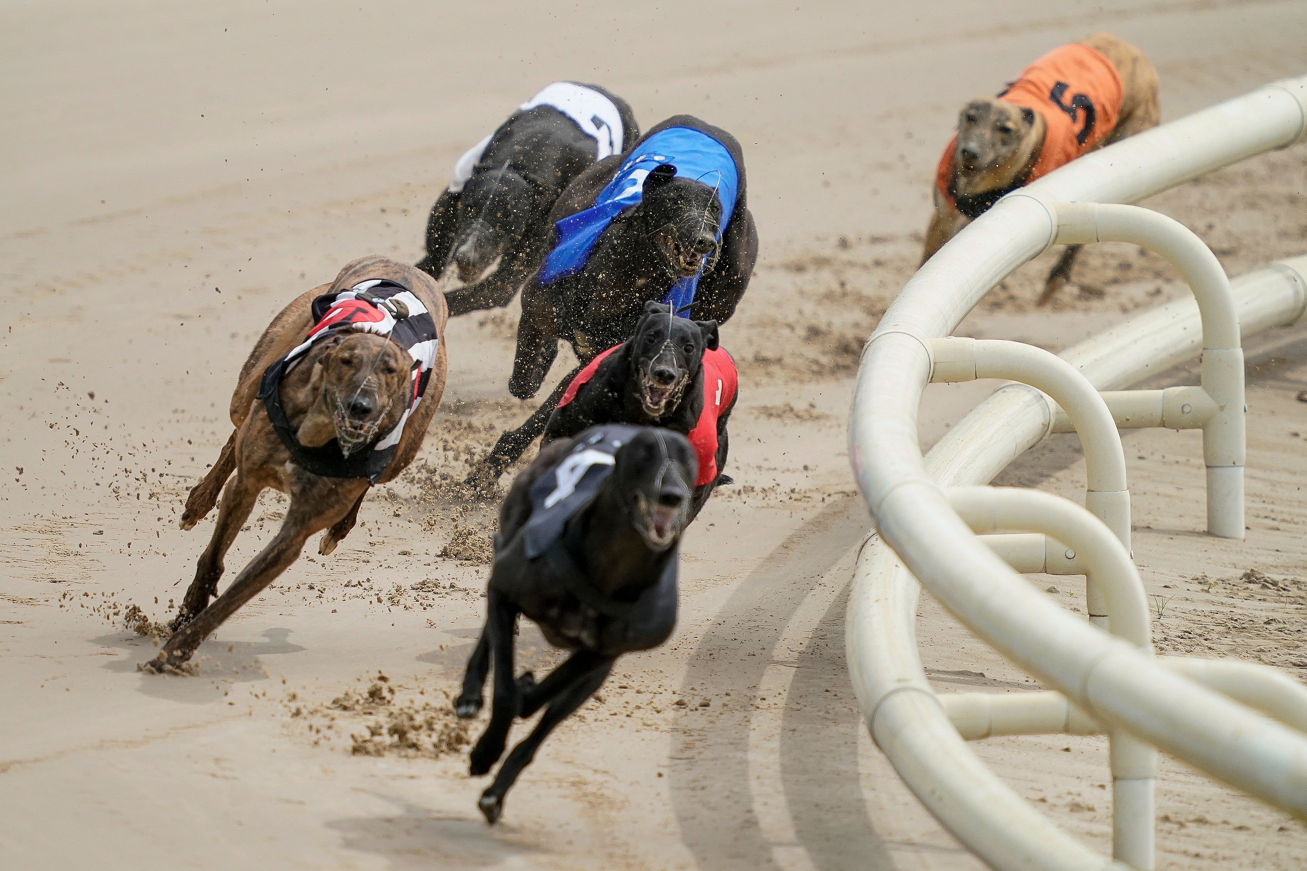 Breaking news: Gulf Greyhound Park to shut down after 28 years