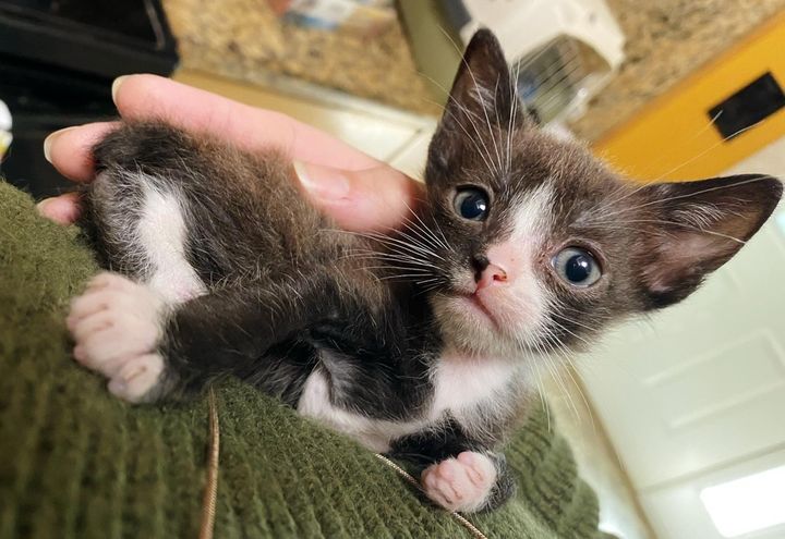 tuxedo, kitten, ears