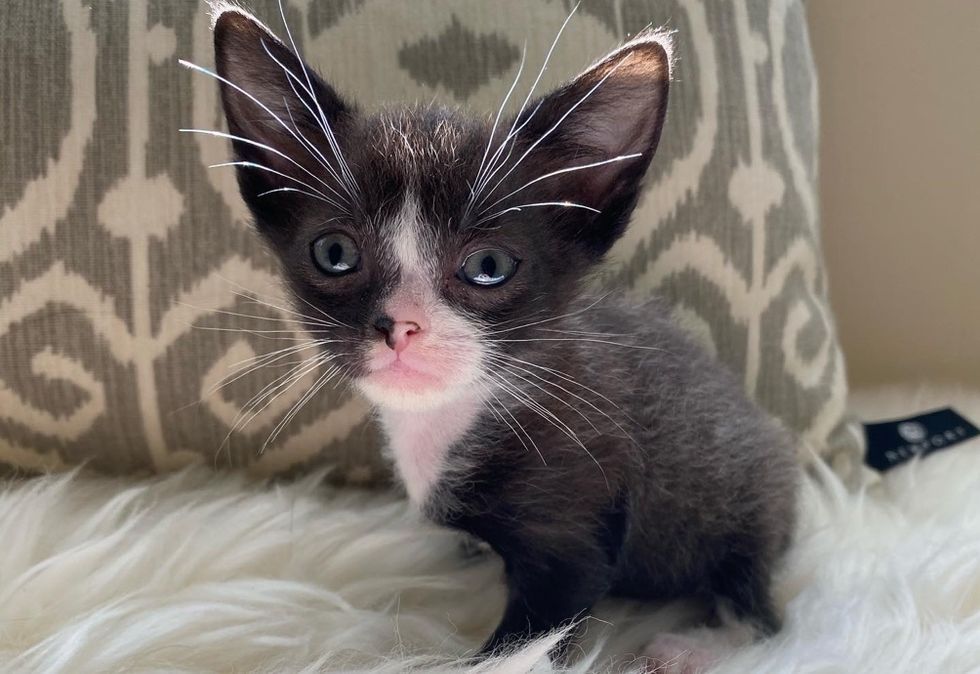 ears, whiskers, kitten, tiny