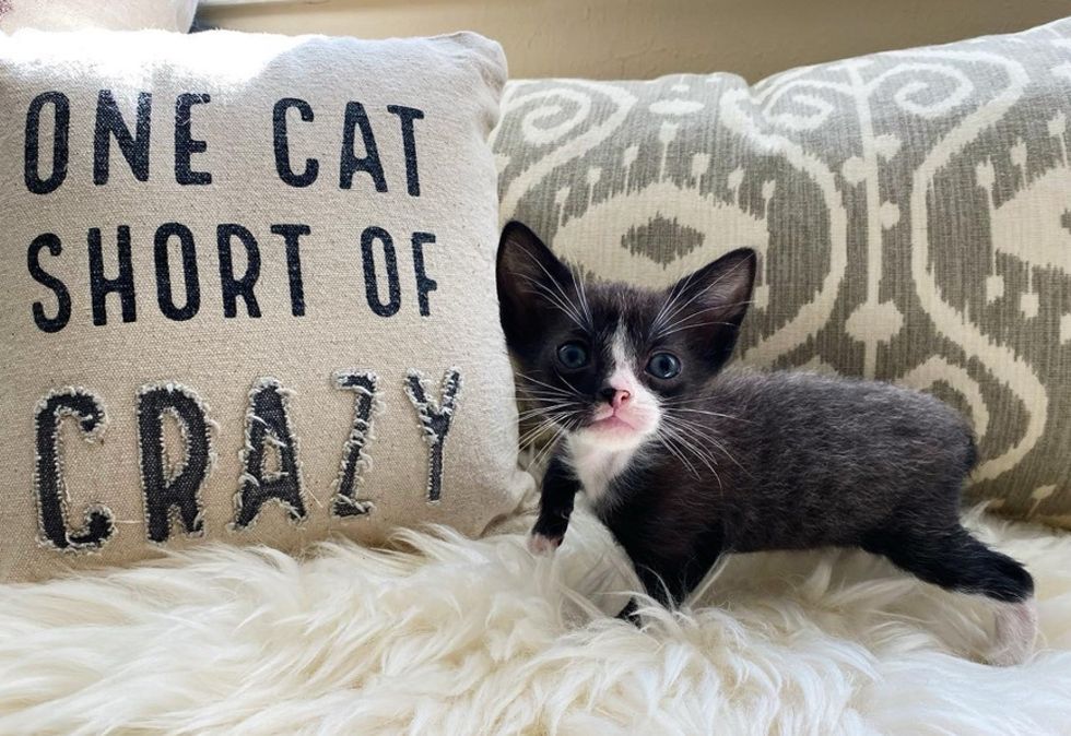 tiny kitten, tuxedo, pint-sized