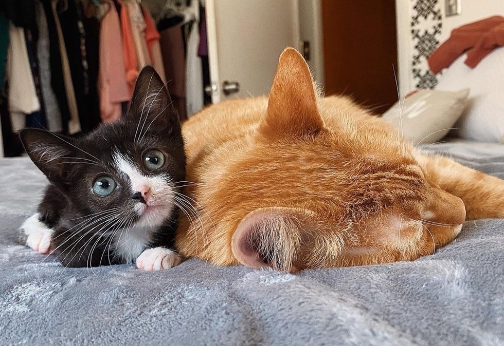 kitten, tiny, ginger cat, snuggle