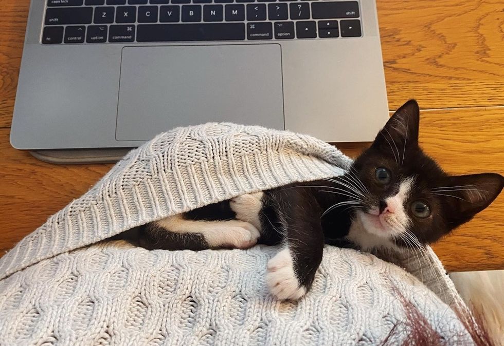 tuxedo kitten, cuddle, office cat