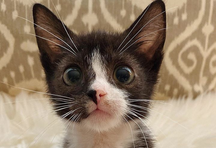 tuxedo kitten, cute cat