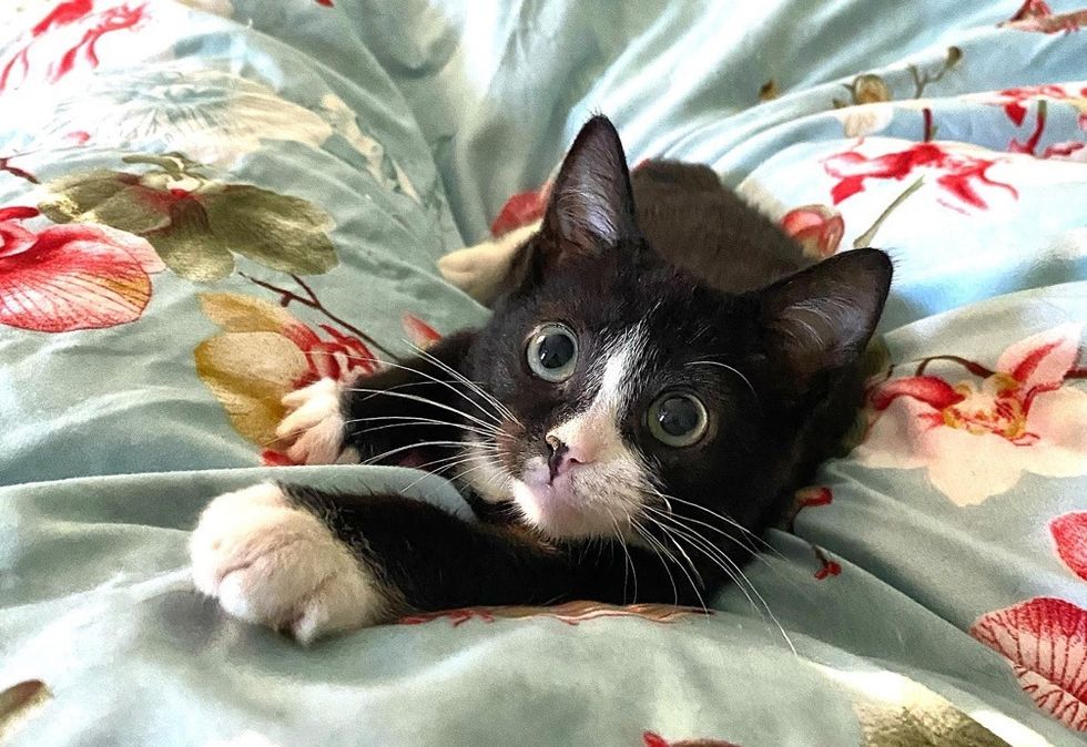 cute cat, tuxedo