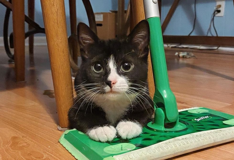 cute cat, tuxedo, kitten, paws