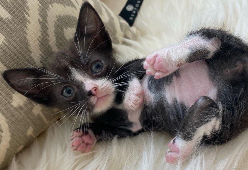 tuxedo kitten, big ears, belly, paws
