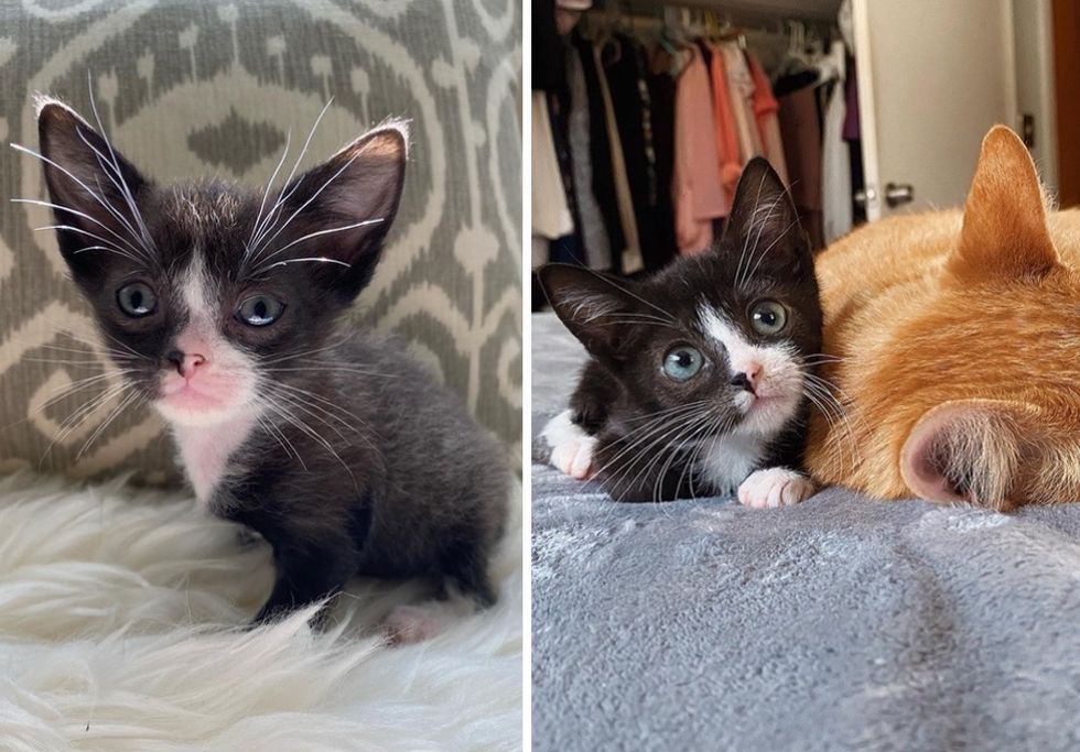 tuxedo kitten, cute, big ears