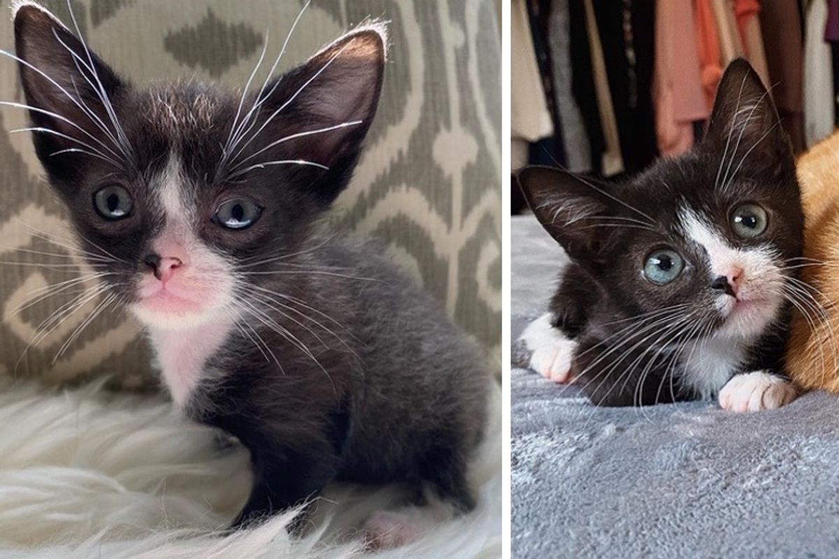 Pint-sized Kitten Blossoms into Beautiful Cat and Finds Dream Home