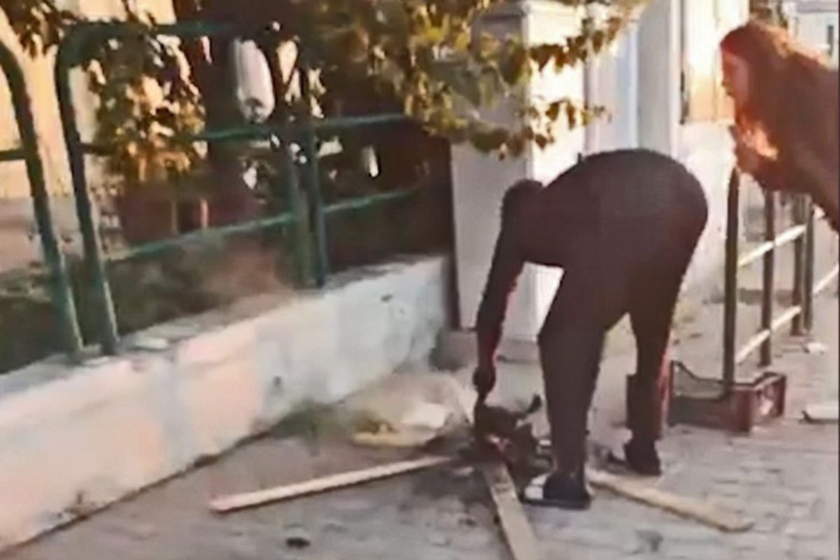 Orrore in Toscana. Un africano si cucina un gatto arrosto in mezzo alla strada