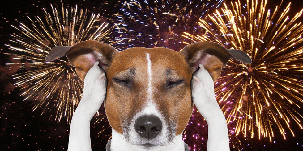 dog hates fireworks