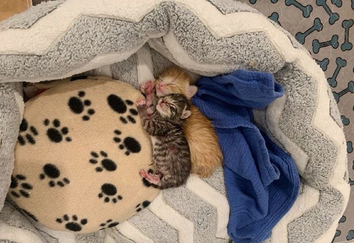 cuddles, sleepy kittens, tiny
