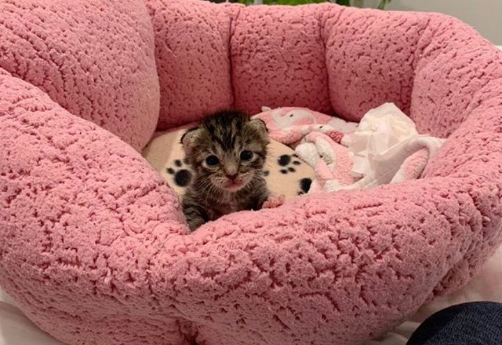 tiny kitten, tabby, cute cat