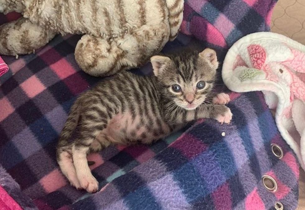 tiny, kitten, tabby, belly