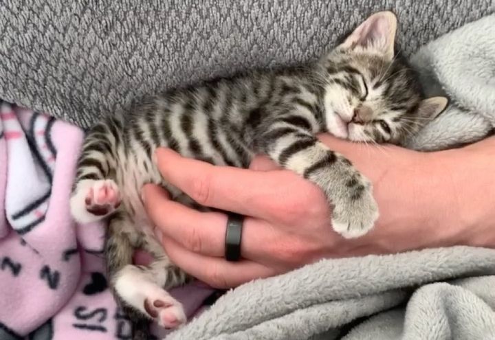 hug, cuddly kitten, tabby