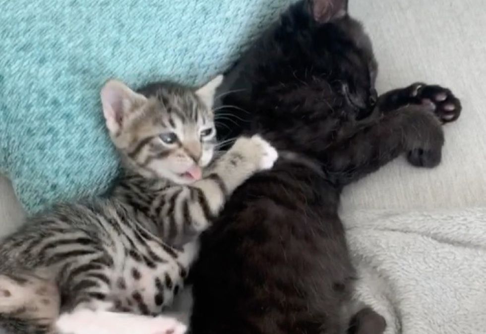 cute kittens