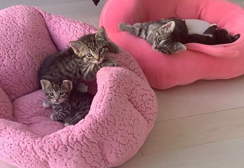 tabby cats, kittens, cute