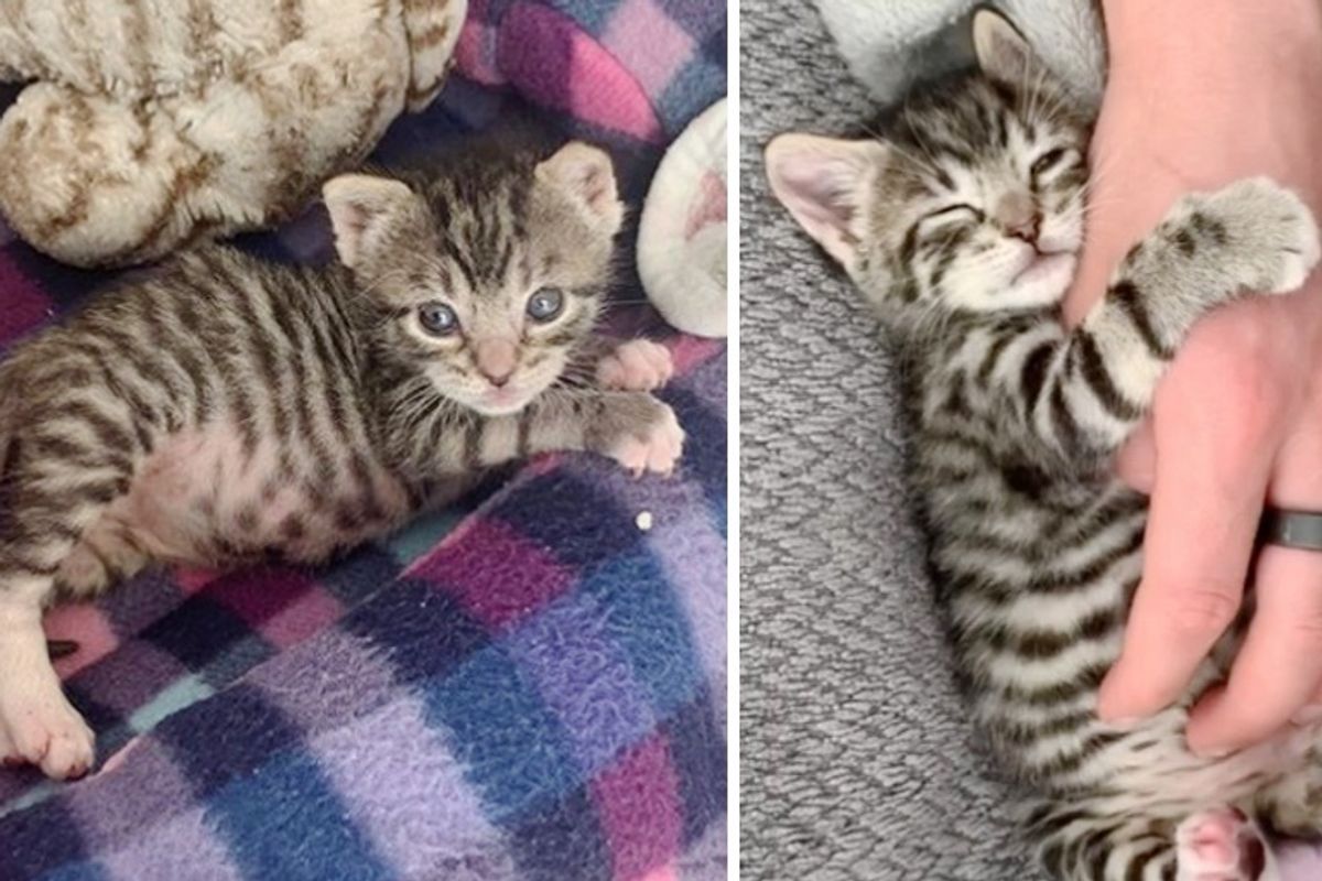 Stray Kitten with Fighting Spirit Finds Kindest People to Help Her Thrive