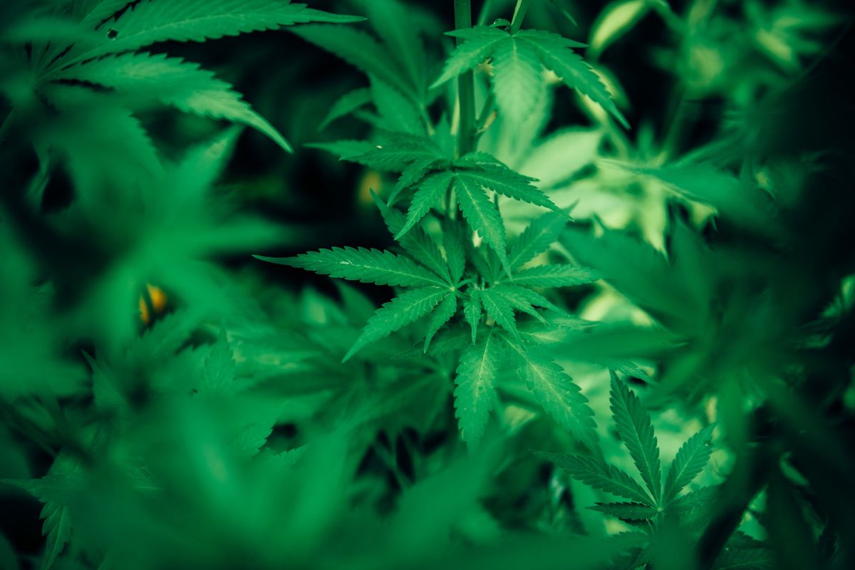 marijuana pot weed leaf