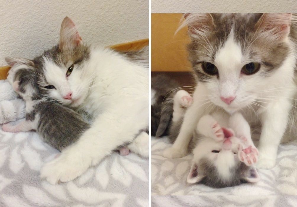 cat mom, cuddle, kitten
