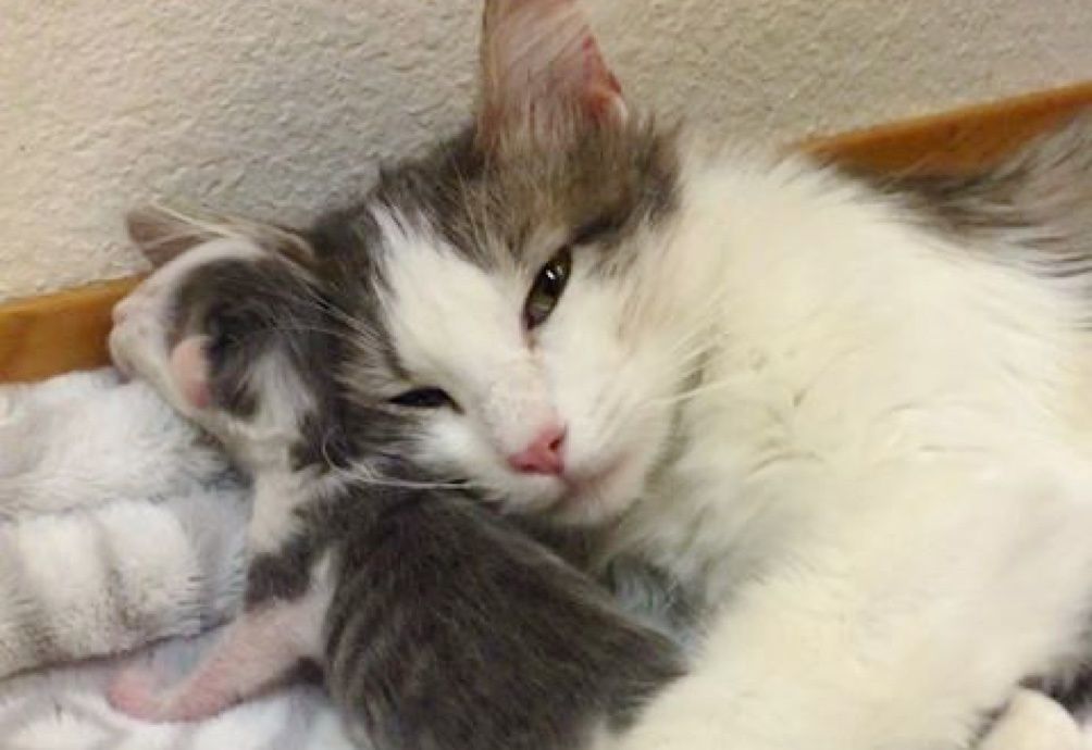 cuddle, hug, cat mom, kitten