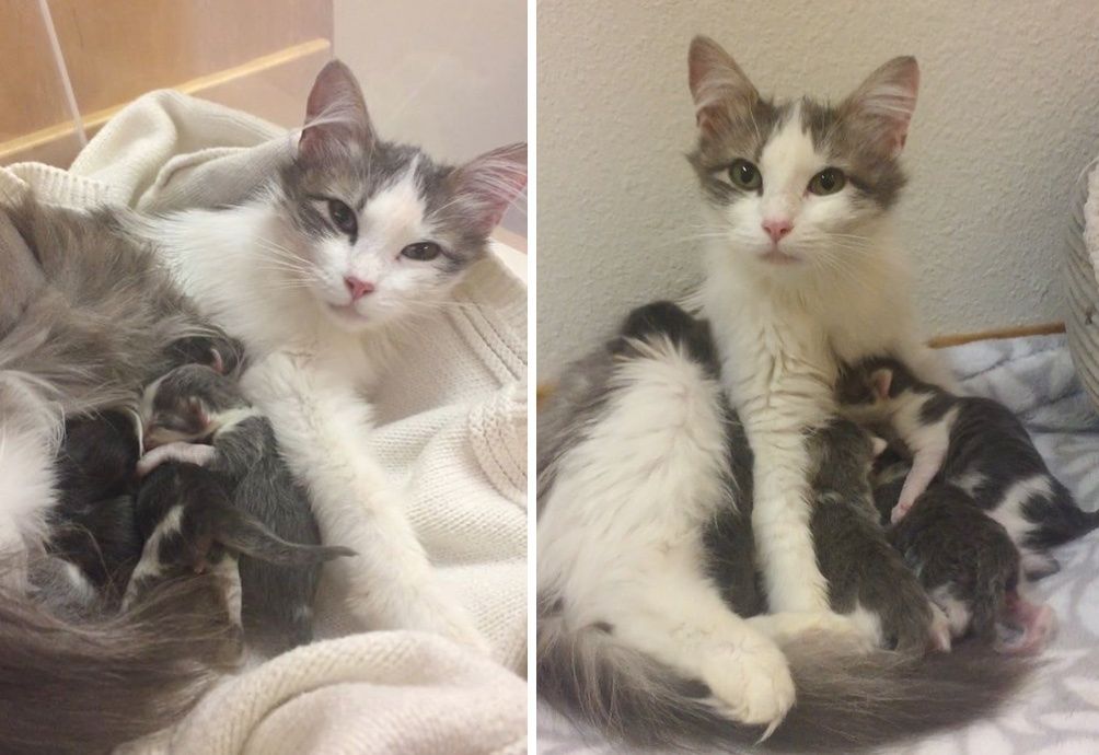 cat mom, nursing, kittens